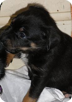 Australian Kelpie/Border Collie Mix Puppy for Sale in Granbury, Texas - Blackie Australian Kelpie/Border Collie Mix Puppy for Sale in Granbury, Texas - Blackie