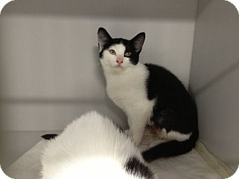 Domestic Shorthair Kitten for Sale in East Hanover, New Jersey - Lenore Domestic Shorthair Kitten for Sale in East Hanover, New Jersey - Lenore
