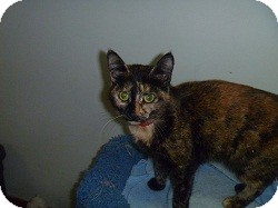 Domestic Shorthair Cat for Sale in Hamburg, New York - Princess Diana Domestic Shorthair Cat for Sale in Hamburg, New York - Princess Diana