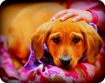 Labrador Retriever/Collie Mix Puppy for Sale in Sparta, New Jersey - Alone Labrador Retriever/Collie Mix Puppy for Sale in Sparta, New Jersey - Alone