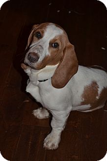 Basset Hound Mix Puppy for Sale in Glastonbury, Connecticut - Pixie Basset Hound Mix Puppy for Sale in Glastonbury, Connecticut - Pixie