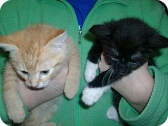 Domestic Shorthair Kitten for Sale in Salem, New Hampshire - 2 Kittens Domestic Shorthair Kitten for Sale in Salem, New Hampshire - 2 Kittens