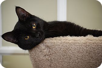 Domestic Shorthair Kitten for Sale in Bensalem, Pennsylvania - Pheobe Domestic Shorthair Kitten for Sale in Bensalem, Pennsylvania - Pheobe