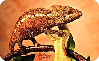 Gecko for Sale in Burlseon, Texas - Malie Gecko for Sale in Burlseon, Texas - Malie