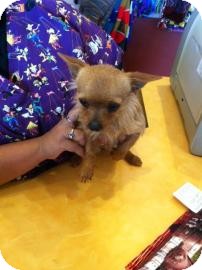 Yorkie, Yorkshire Terrier Mix Dog for Sale in Tucson, Arizona - Rojo Yorkie, Yorkshire Terrier Mix Dog for Sale in Tucson, Arizona - Rojo