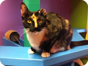 Domestic Shorthair Cat for Sale in Topeka, Kansas - Ursula Domestic Shorthair Cat for Sale in Topeka, Kansas - Ursula