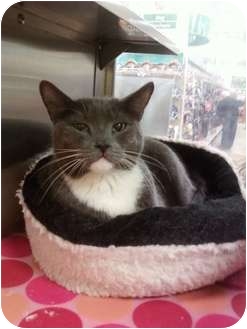 Russian Blue Cat for Sale in Fort Lauderdale, Florida - Giovanni Russian Blue Cat for Sale in Fort Lauderdale, Florida - Giovanni
