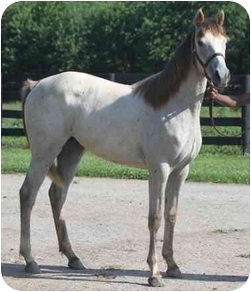 Thoroughbred Mix for Sale in Nicholasville, Kentucky - Cozzie Thoroughbred Mix for Sale in Nicholasville, Kentucky - Cozzie