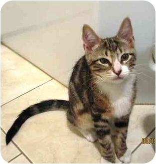 Domestic Shorthair Kitten for Sale in Bayonne, New Jersey - Lucy Domestic Shorthair Kitten for Sale in Bayonne, New Jersey - Lucy