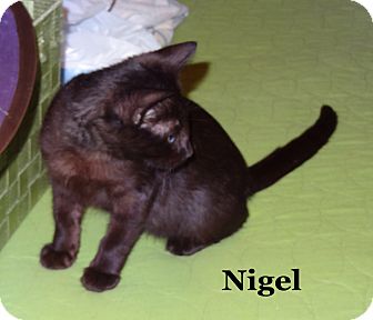 Domestic Shorthair Kitten for Sale in Bentonville, Arkansas - Nigel Domestic Shorthair Kitten for Sale in Bentonville, Arkansas - Nigel
