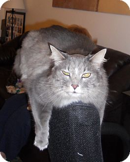 Maine Coon Cat for Sale in Bartlett, Illinois - Giorgio Maine Coon Cat for Sale in Bartlett, Illinois - Giorgio