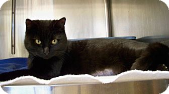 European Burmese Cat for Sale in Dover, Ohio - Ester European Burmese Cat for Sale in Dover, Ohio - Ester