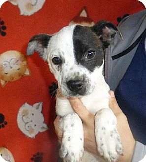 Boston Terrier Mix Puppy for Sale in Oviedo, Florida - Sheba Boston Terrier Mix Puppy for Sale in Oviedo, Florida - Sheba