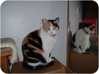 Domestic Shorthair Cat for Sale in Springdale, Arkansas - Attie Domestic Shorthair Cat for Sale in Springdale, Arkansas - Attie