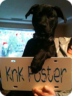 Labrador Retriever/Bullmastiff Mix Puppy for Sale in Puyallup, Washington - Black Label Labrador Retriever/Bullmastiff Mix Puppy for Sale in Puyallup, Washington - Black Label