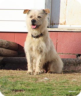 Cairn Terrier Mix Dog for Sale in Hagerstown, Maryland - Fraggle Rock Cairn Terrier Mix Dog for Sale in Hagerstown, Maryland - Fraggle Rock