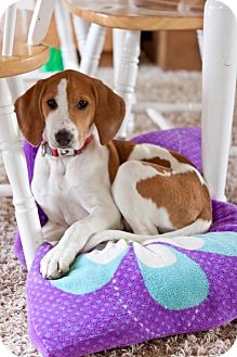 Ibizan Hound/English (Redtick) Coonhound Mix Puppy for Sale in Westland, Michigan - Kisses Ibizan Hound/English (Redtick) Coonhound Mix Puppy for Sale in Westland, Michigan - Kisses
