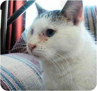 Domestic Shorthair Cat for Sale in Proctor, Minnesota - Toby Domestic Shorthair Cat for Sale in Proctor, Minnesota - Toby