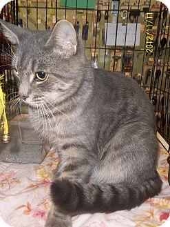 Domestic Shorthair Cat for Sale in Riverside, Rhode Island - Dante Domestic Shorthair Cat for Sale in Riverside, Rhode Island - Dante