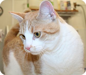 Domestic Shorthair Cat for Sale in Edmonton, Alberta - Quinton Domestic Shorthair Cat for Sale in Edmonton, Alberta - Quinton
