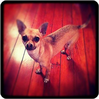 Chihuahua Dog for Sale in Bridgeton, Missouri - Renny-Adoption pending Chihuahua Dog for Sale in Bridgeton, Missouri - Renny-Adoption pending