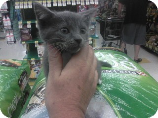 Russian Blue Kitten for Sale in Beckley, West Virginia - Shirley Russian Blue Kitten for Sale in Beckley, West Virginia - Shirley