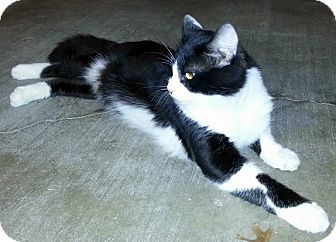 Norwegian Forest Cat Cat for Sale in Arlington, Texas - Pirate Norwegian Forest Cat Cat for Sale in Arlington, Texas - Pirate