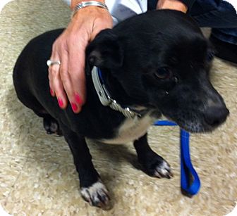 Chihuahua Mix Dog for Sale in Loudonville, New York - Angel Chihuahua Mix Dog for Sale in Loudonville, New York - Angel
