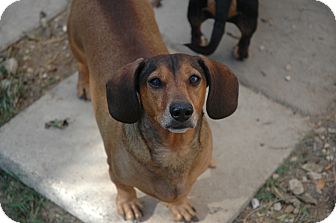 Dachshund Dog for Sale in san antonio, Texas - Wrinkles Dachshund Dog for Sale in san antonio, Texas - Wrinkles