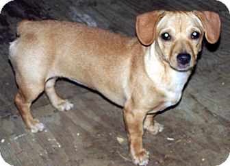 Jack Russell Terrier Mix Dog for Sale in Niagra Falls, New York - Pixie Jack Russell Terrier Mix Dog for Sale in Niagra Falls, New York - Pixie