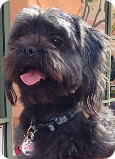 Lhasa Apso Dog for Sale in Thousand Oaks, California - Buddah Lhasa Apso Dog for Sale in Thousand Oaks, California - Buddah
