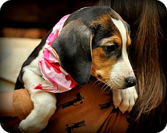 Treeing Walker Coonhound/Beagle Mix Puppy for Sale in Sparta, New Jersey - Baby Ruth Treeing Walker Coonhound/Beagle Mix Puppy for Sale in Sparta, New Jersey - Baby Ruth