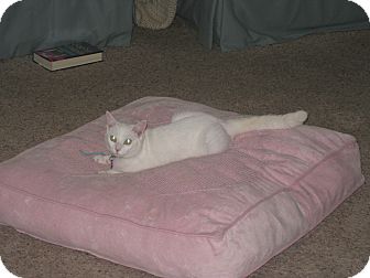 Domestic Shorthair Cat for Sale in Xenia, Ohio - Emerald Domestic Shorthair Cat for Sale in Xenia, Ohio - Emerald