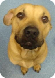 Black Mouth Cur Mix Dog for Sale in Gainesville, Florida - Buck Black Mouth Cur Mix Dog for Sale in Gainesville, Florida - Buck