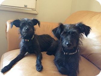 Miniature Schnauzer/Rat Terrier Mix Dog for Sale in Phoenix, Arizona - Cagney & Lacey Miniature Schnauzer/Rat Terrier Mix Dog for Sale in Phoenix, Arizona - Cagney & Lacey