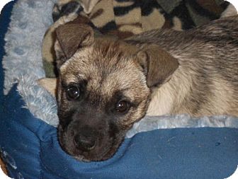 German Shepherd Dog Mix Puppy for Sale in Torrance, California - ANNIE German Shepherd Dog Mix Puppy for Sale in Torrance, California - ANNIE