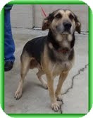 German Shepherd Dog/Labrador Retriever Mix Dog for Sale in Spring Valley, New York - Andes (URGENT! $150 off fee)) German Shepherd Dog/Labrador Retriever Mix Dog for Sale in Spring Valley, New York - Andes (URGENT! $150 off fee))