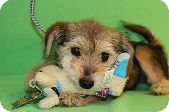 Terrier (Unknown Type, Small)/Wheaten Terrier Mix Puppy for Sale in Broomfield, Colorado - Carla Terrier (Unknown Type, Small)/Wheaten Terrier Mix Puppy for Sale in Broomfield, Colorado - Carla
