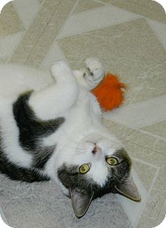 Domestic Shorthair Cat for Sale in Chesapeake, Virginia - Monica Domestic Shorthair Cat for Sale in Chesapeake, Virginia - Monica