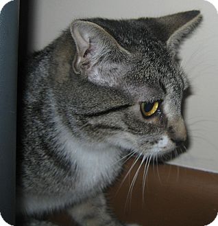 Domestic Shorthair Kitten for Sale in N. Billerica, Massachusetts - Tonya Domestic Shorthair Kitten for Sale in N. Billerica, Massachusetts - Tonya