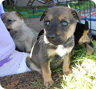 German Shepherd Dog/Labrador Retriever Mix Puppy for Sale in Torrance, California - TANYA German Shepherd Dog/Labrador Retriever Mix Puppy for Sale in Torrance, California - TANYA