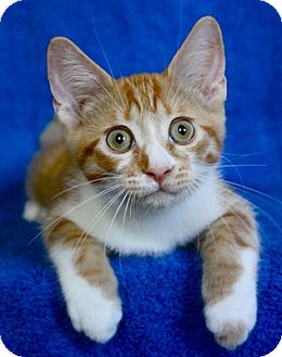 Domestic Shorthair Kitten for Sale in Mississauga, Ontario, Ontario - Dream Angus Domestic Shorthair Kitten for Sale in Mississauga, Ontario, Ontario - Dream Angus