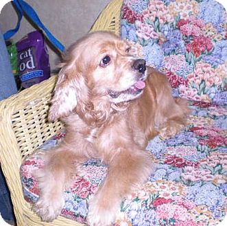 Cocker Spaniel Dog for Sale in New Castle, Pennsylvania - Cocker Spaniel Dog for Sale in New Castle, Pennsylvania -