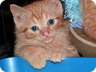 Domestic Shorthair Kitten for Sale in Stafford, Virginia - Henry Domestic Shorthair Kitten for Sale in Stafford, Virginia - Henry