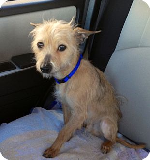 Norfolk Terrier Mix Dog for Sale in Chicago, Illinois - Henry Norfolk Terrier Mix Dog for Sale in Chicago, Illinois - Henry