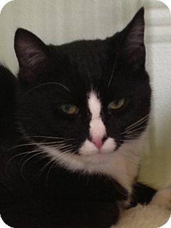Domestic Shorthair Kitten for Sale in Monroe, Georgia - Oreo Domestic Shorthair Kitten for Sale in Monroe, Georgia - Oreo