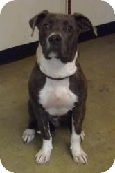 American Pit Bull Terrier Mix Dog for Sale in Westland, Michigan - Connor American Pit Bull Terrier Mix Dog for Sale in Westland, Michigan - Connor