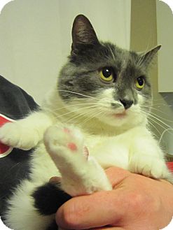 Domestic Shorthair Cat for Sale in Horsham, Pennsylvania - Gigi Domestic Shorthair Cat for Sale in Horsham, Pennsylvania - Gigi