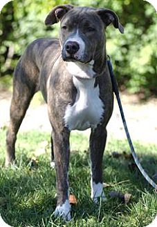 American Pit Bull Terrier Mix Puppy for Sale in Medford, Massachusetts - Zoe Socs American Pit Bull Terrier Mix Puppy for Sale in Medford, Massachusetts - Zoe Socs