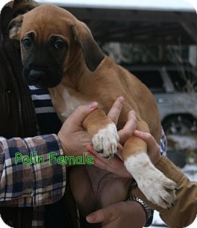 Boxer Mix Puppy for Sale in Danbury, Connecticut - Palin Boxer Mix Puppy for Sale in Danbury, Connecticut - Palin